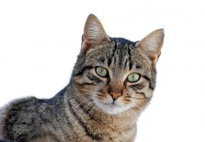 Click image for larger version  Name:	1280px-Cat_March_2010-1.jpg Views:	1 Size:	15.4 KB ID:	741953