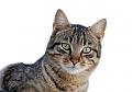 Click image for larger version  Name:	1280px-Cat_March_2010-1.jpg Views:	2 Size:	15.4 KB ID:	741954