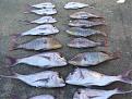 Click image for larger version

Name:	fish pics 013.jpg
Views:	307
Size:	177.4 KB
ID:	635538