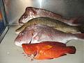 Click image for larger version

Name:	fish pics 003.jpg
Views:	276
Size:	126.6 KB
ID:	635541