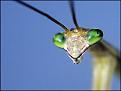 Click image for larger version

Name:	Mantis.jpg
Views:	915
Size:	95.6 KB
ID:	635579