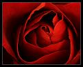 Click image for larger version

Name:	rose2.jpg
Views:	872
Size:	141.3 KB
ID:	635581