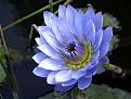 Click image for larger version

Name:	waterlily.jpg
Views:	852
Size:	161.2 KB
ID:	635582