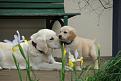 Click image for larger version

Name:	IMGP9971.JPG
Views:	1104
Size:	100.9 KB
ID:	635734