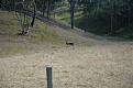 Click image for larger version

Name:	Buck.jpg
Views:	269
Size:	97.8 KB
ID:	640303