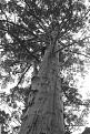 Click image for larger version

Name:	25 Smithy up the Gloucester Tree.JPG
Views:	213
Size:	62.1 KB
ID:	645708