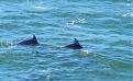 Click image for larger version

Name:	dolphin 1.JPG
Views:	556
Size:	151.6 KB
ID:	657168